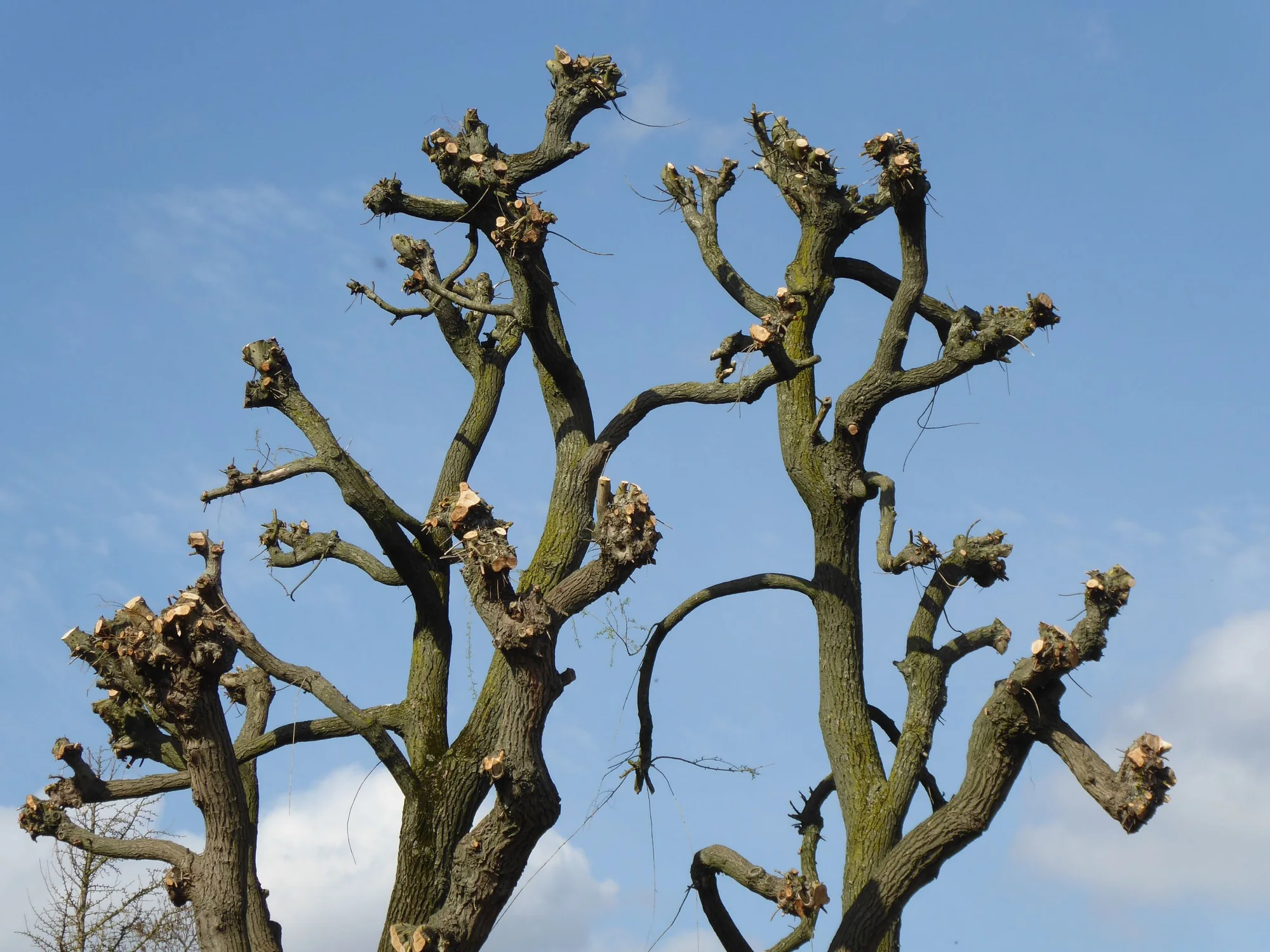 Topkapning i Aarhus: klatrende arborist tager toppen ned i sektioner